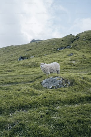 a white sheep standing on a lush green hillside