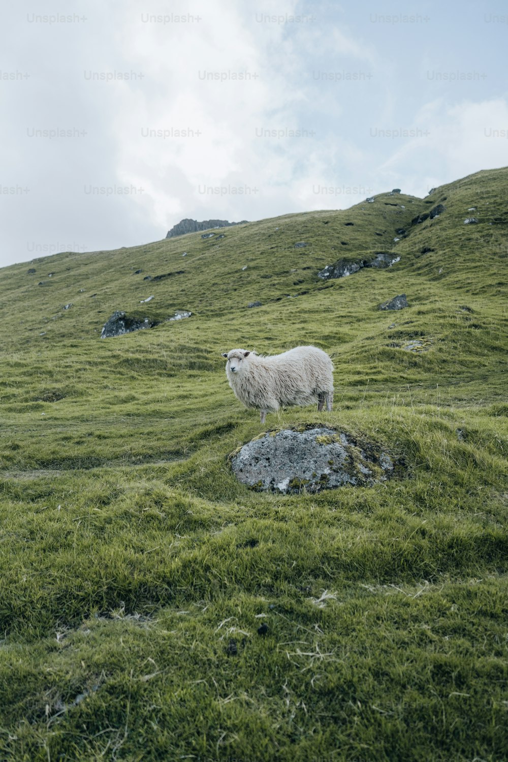 Una oveja blanca de pie en una exuberante ladera verde
