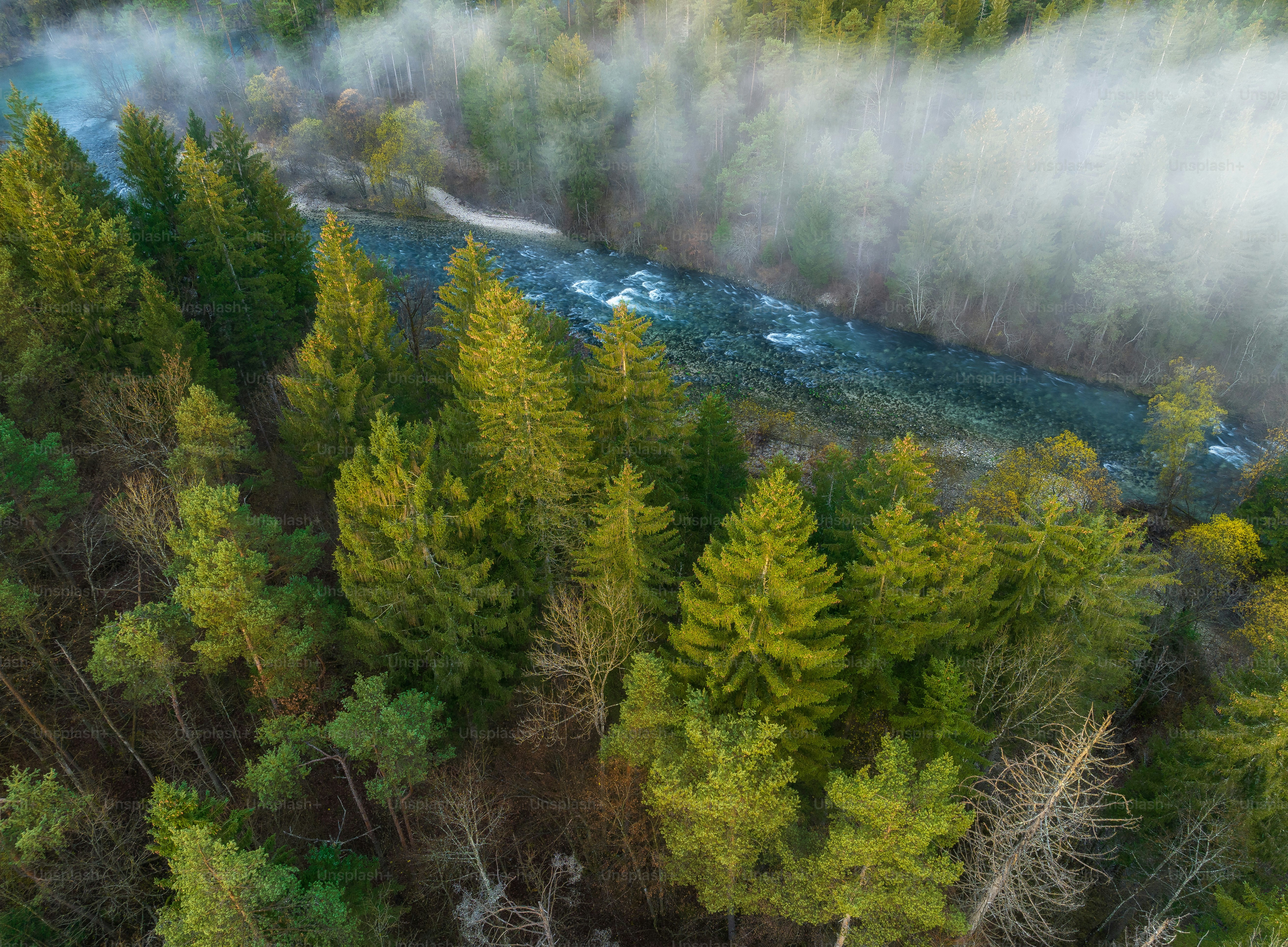 Un fiume che attraversa una lussureggiante foresta verde