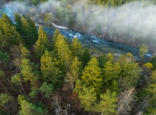 a river running through a lush green forest