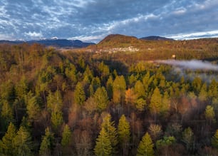 Una vista aérea de un bosque con montañas al fondo