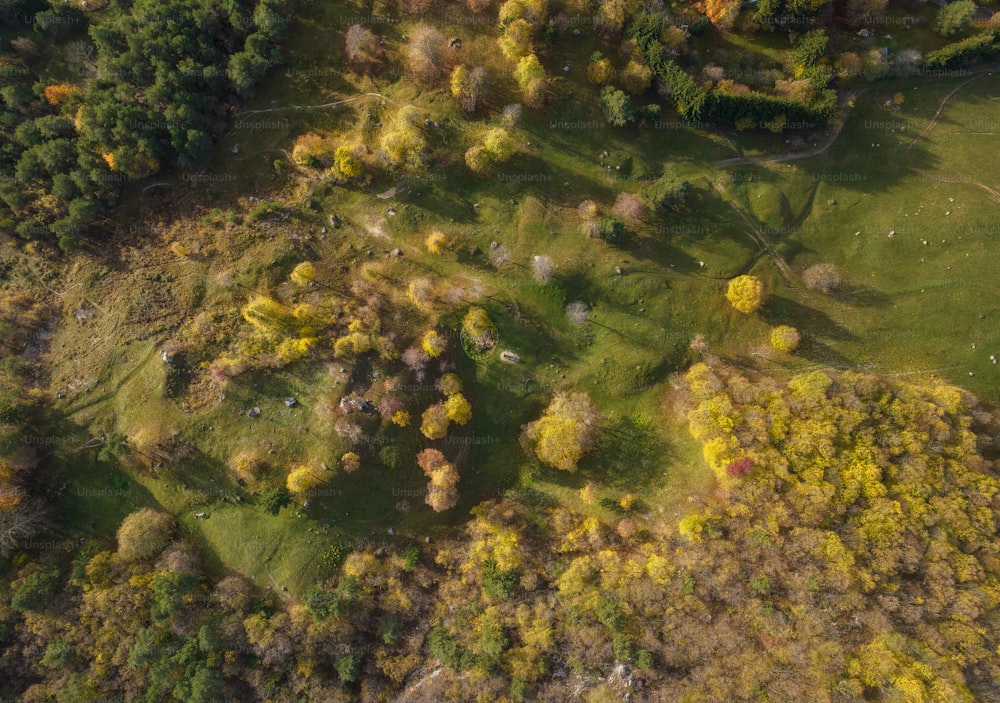 Una vista aérea de un exuberante campo verde rodeado de árboles