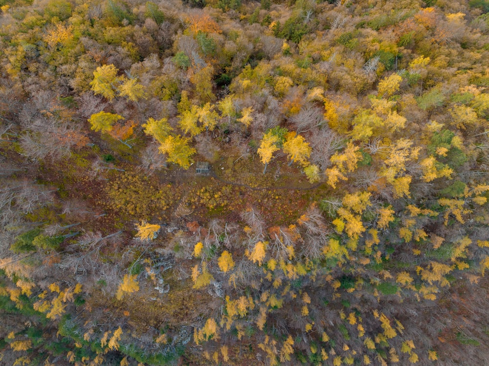 Una vista aérea de un bosque con muchos árboles
