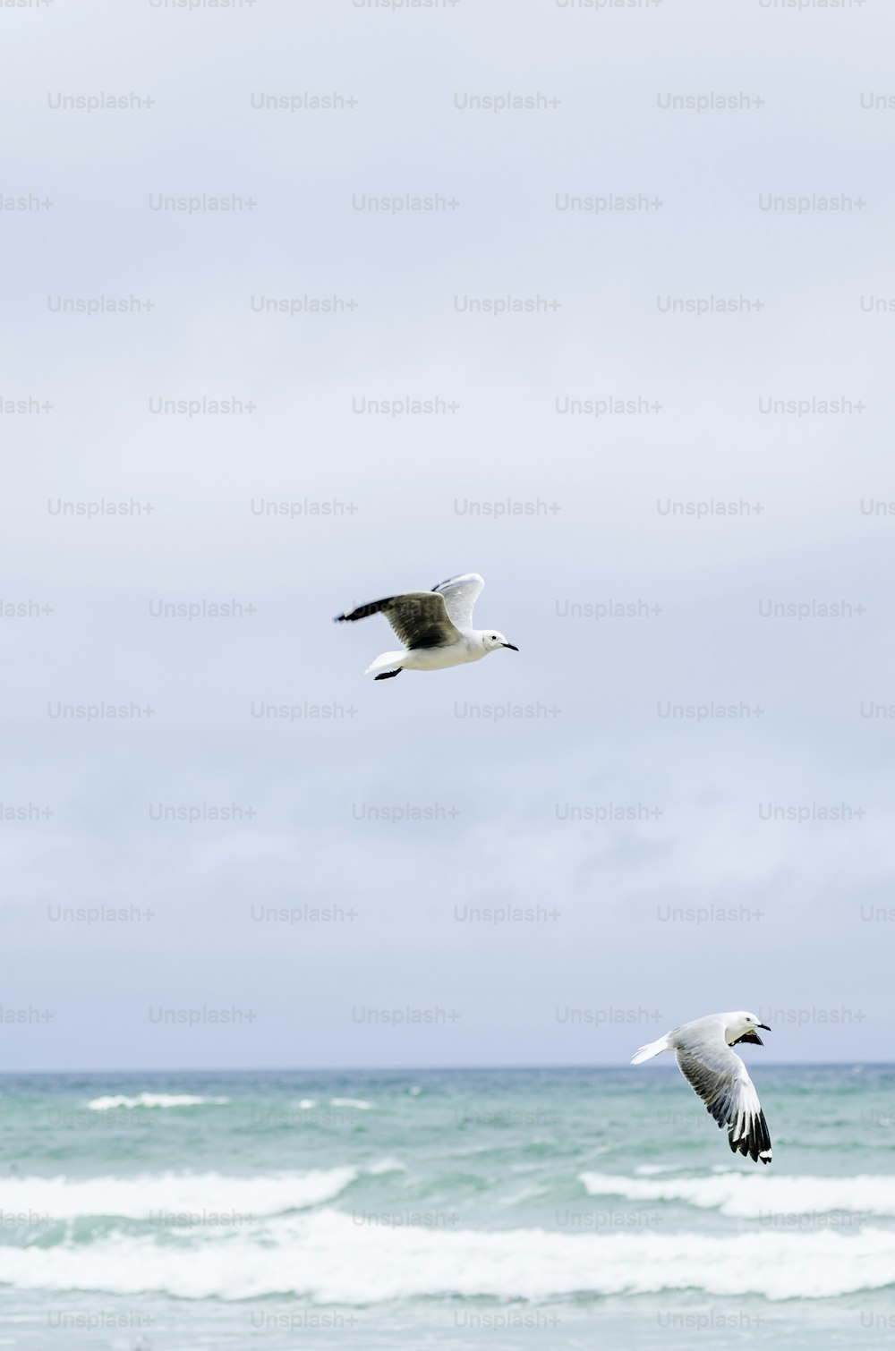 a couple of birds flying over the ocean