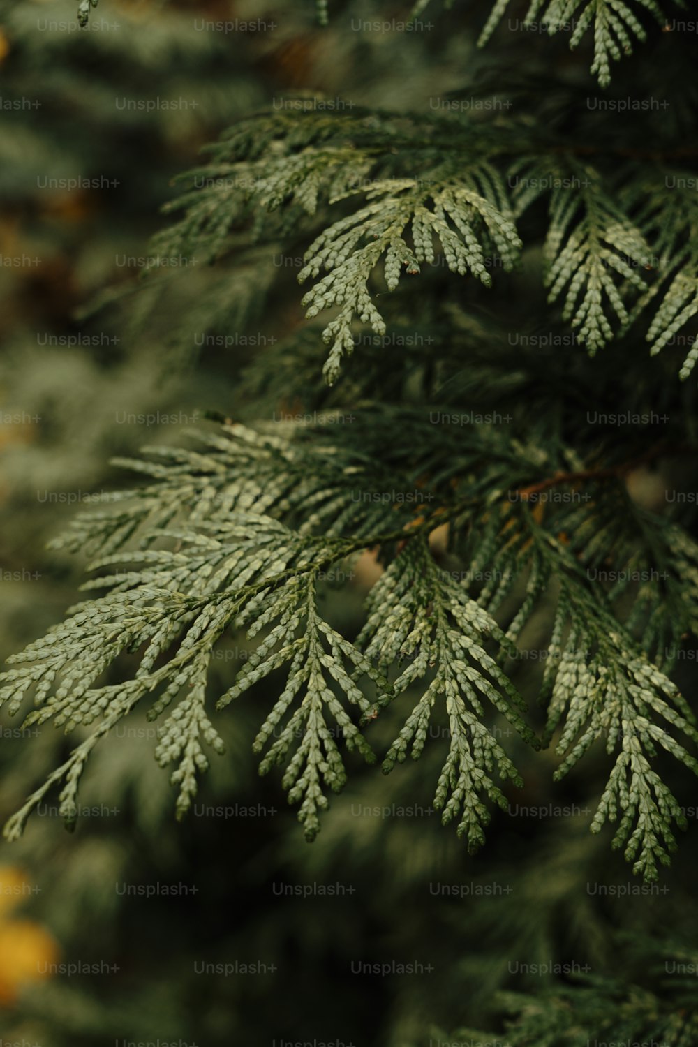 a close up of a pine tree branch