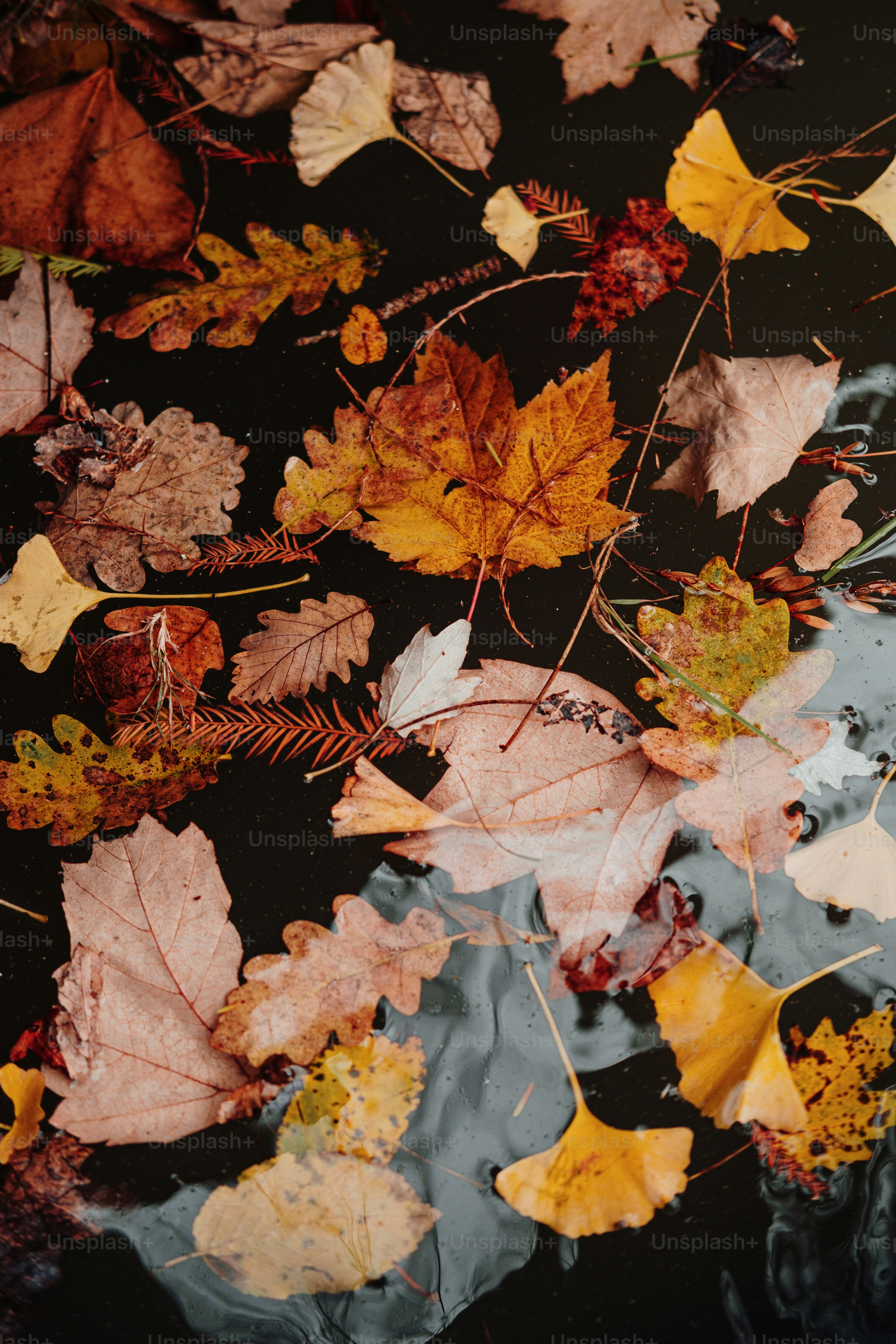 a group of leaves floating on top of a body of water