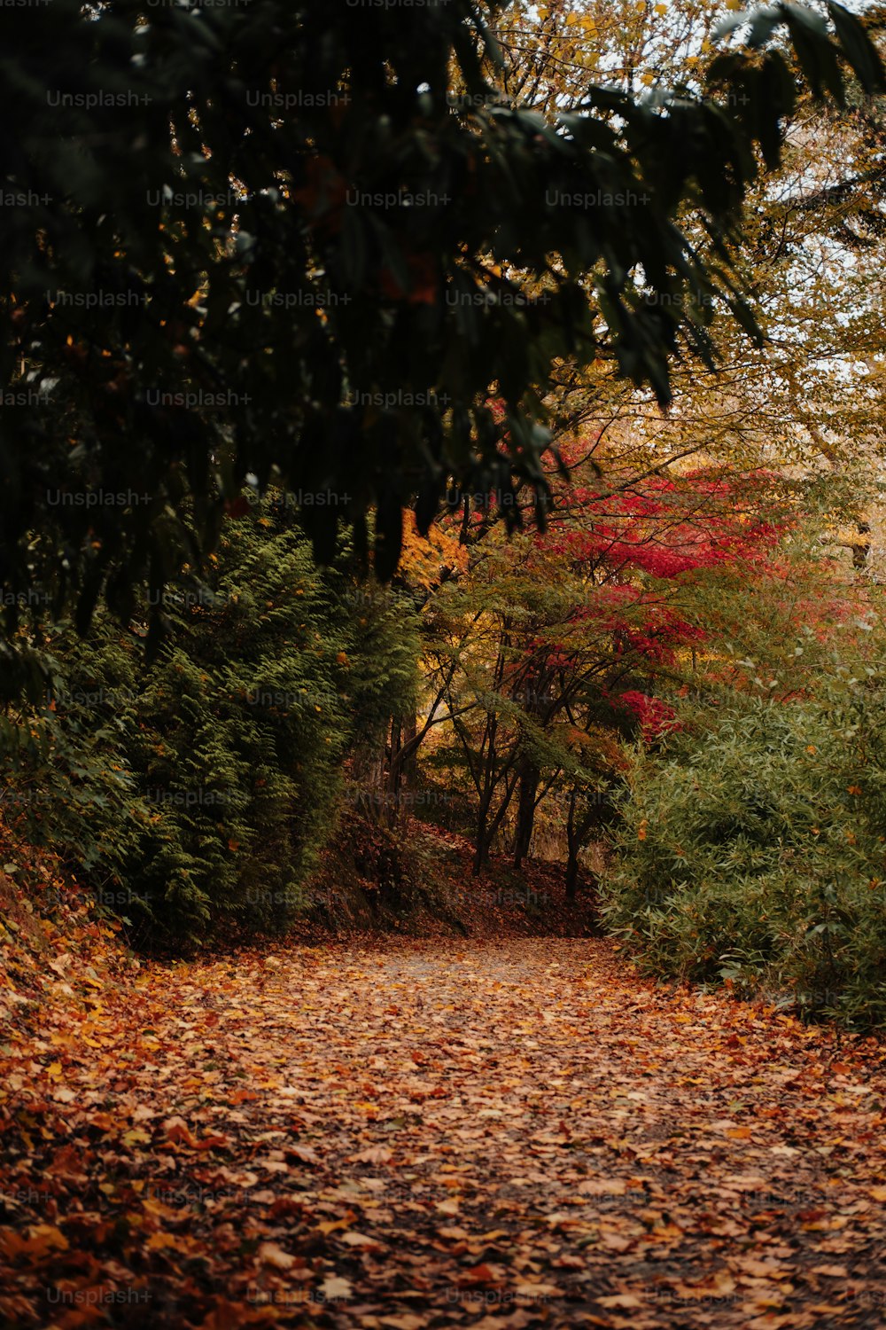 a leaf covered path in the middle of a forest