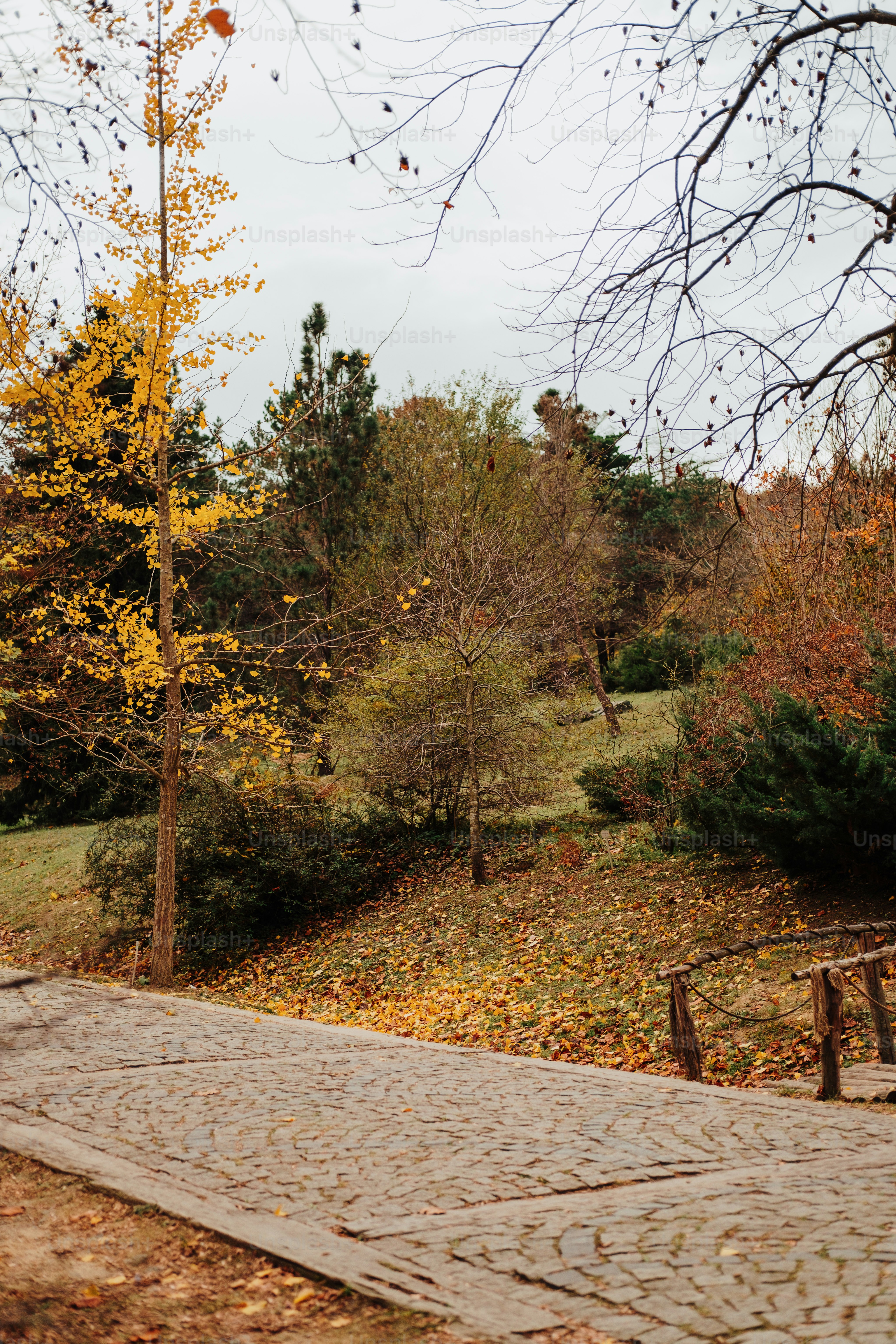a park bench sitting next to a tree filled forest