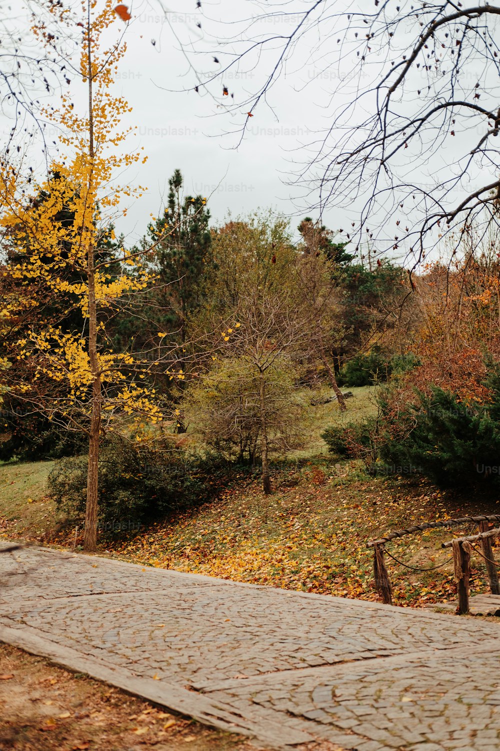 a park bench sitting next to a tree filled forest