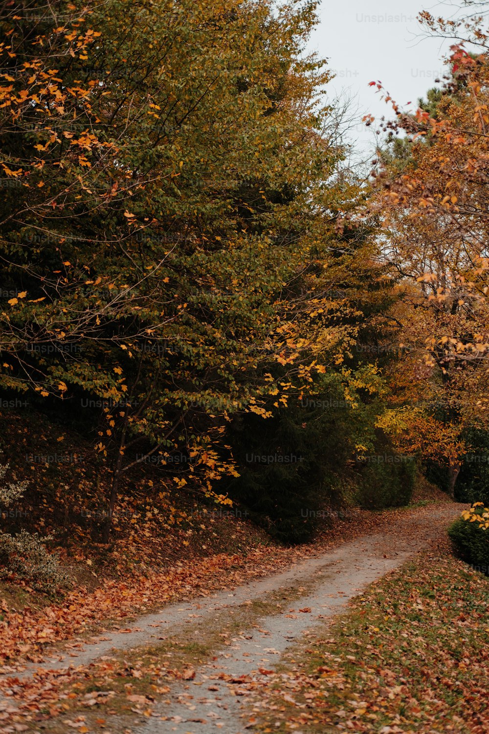 a dirt road surrounded by trees and leaves