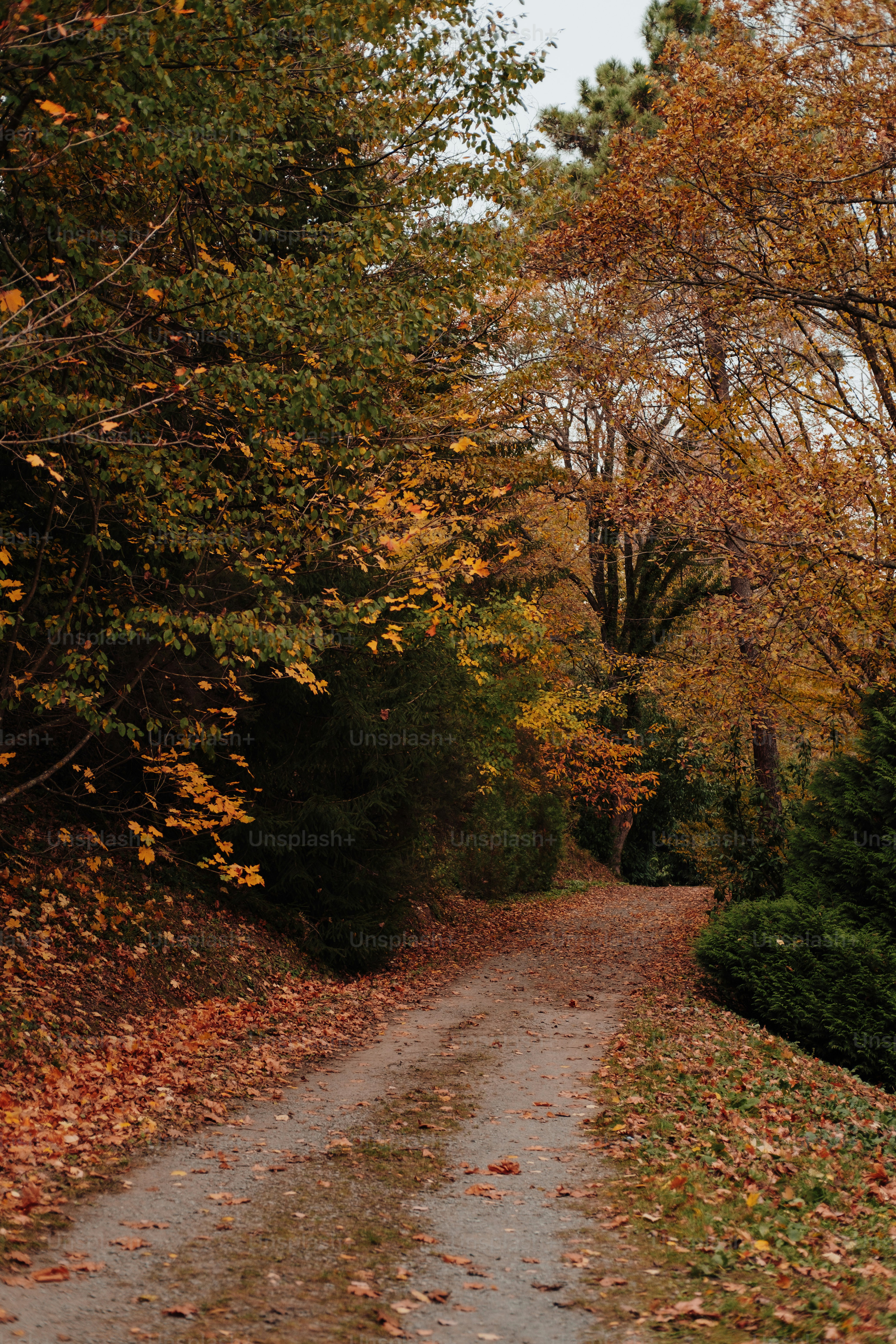 a dirt road surrounded by trees and leaves