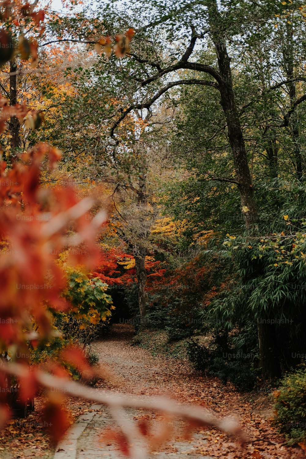 Un camino a través de un bosque con muchos árboles