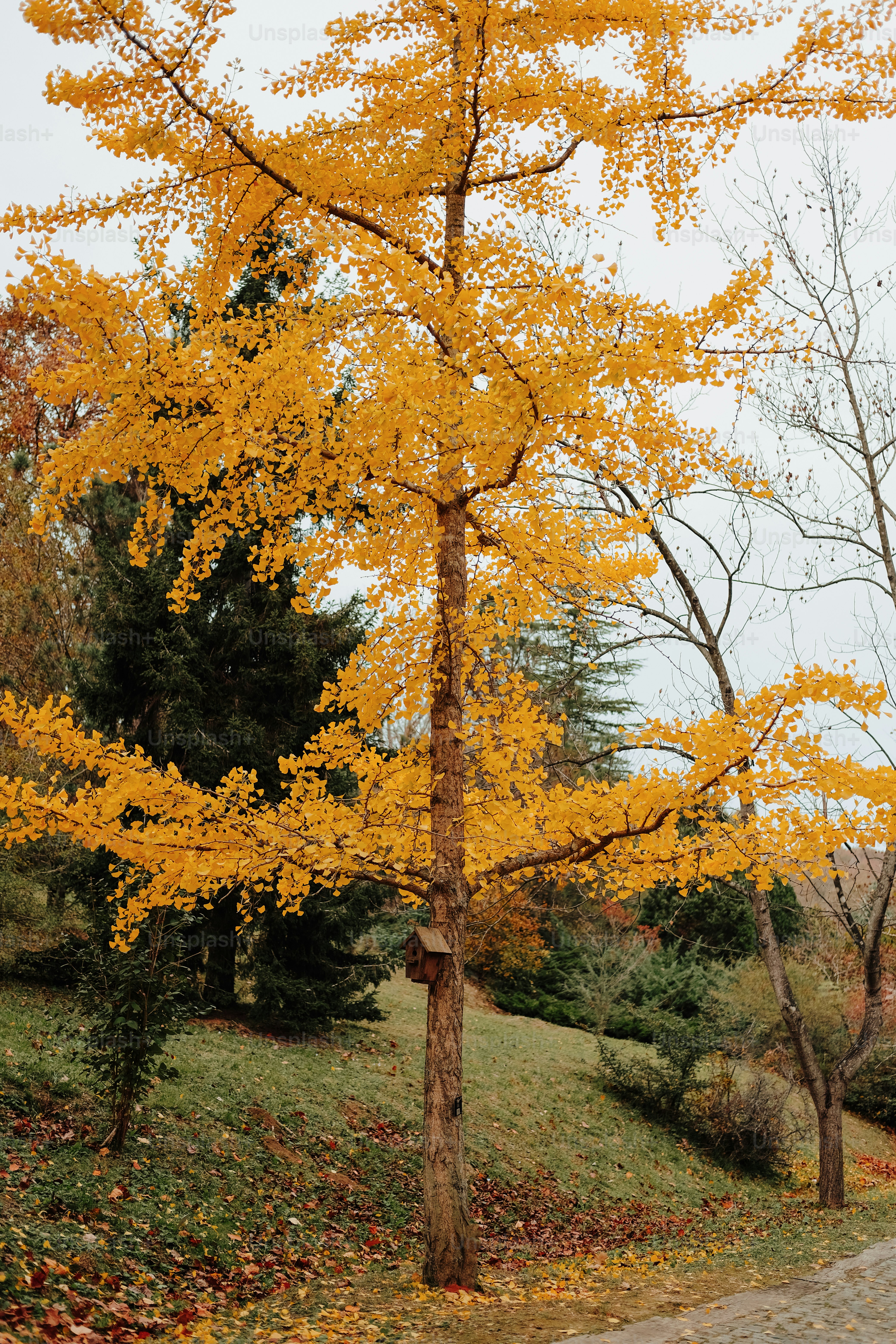 a tree with yellow leaves in a park