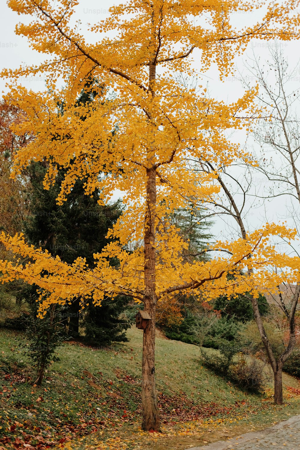 a tree with yellow leaves in a park