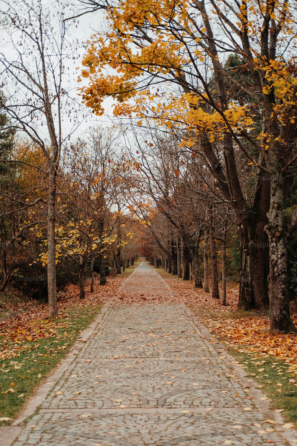 a brick road surrounded by leaf covered trees
