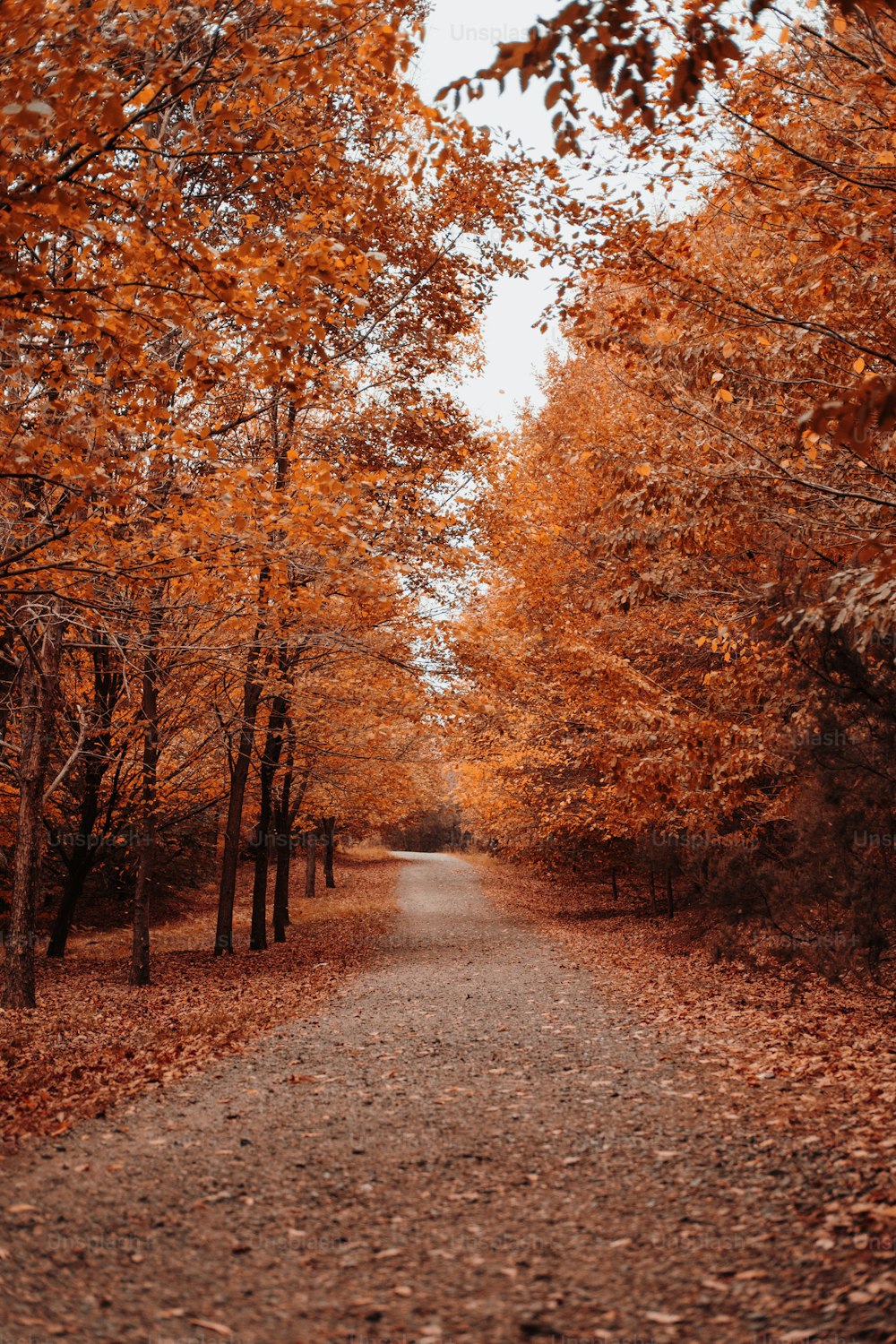 uma estrada de terra cercada por árvores com folhas de laranja
