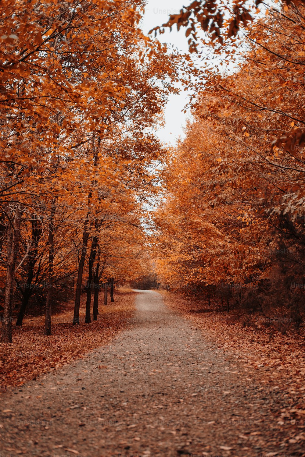 Un camino de tierra rodeado de árboles con hojas de naranja