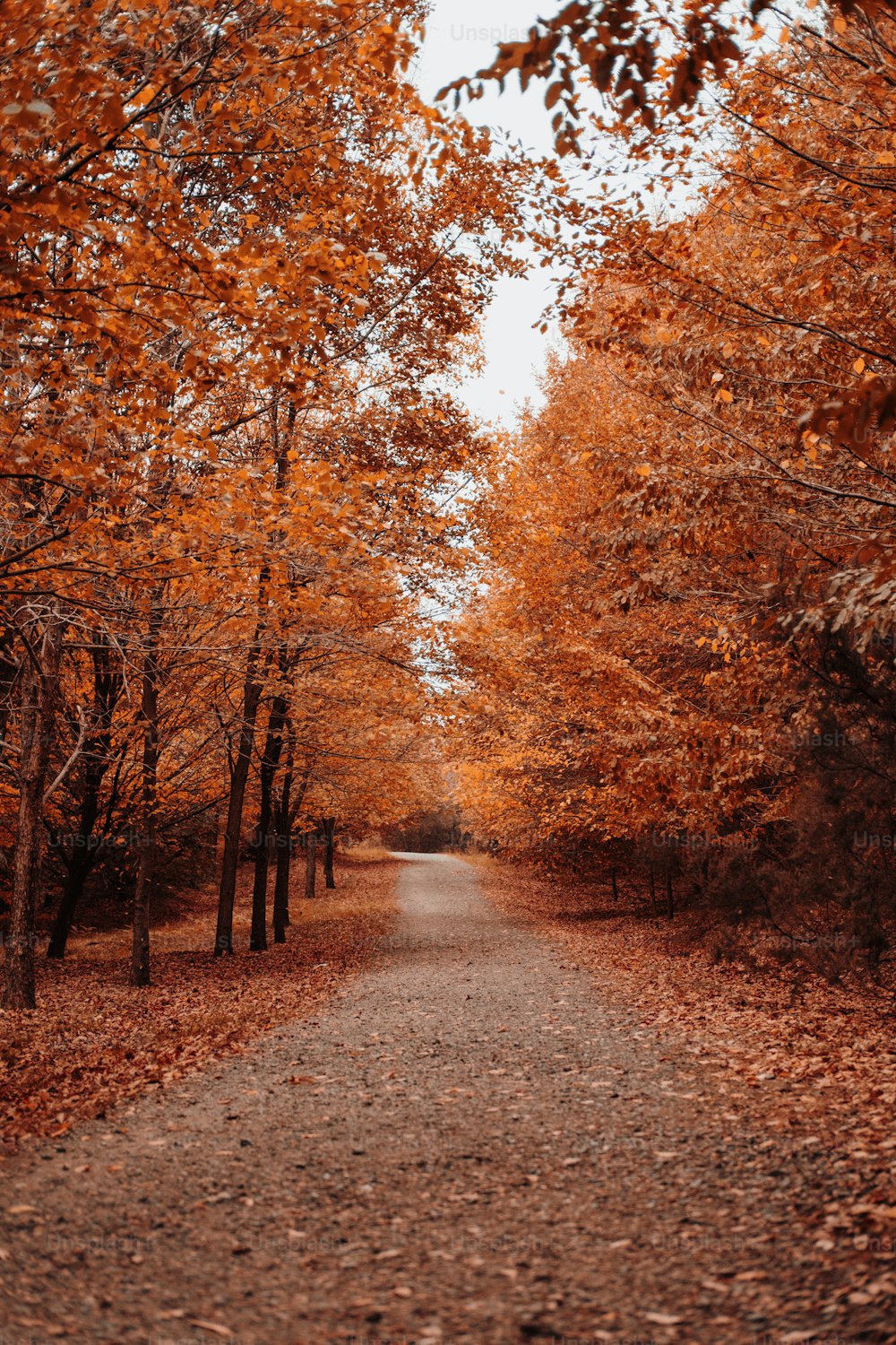 a dirt road surrounded by trees with orange leaves