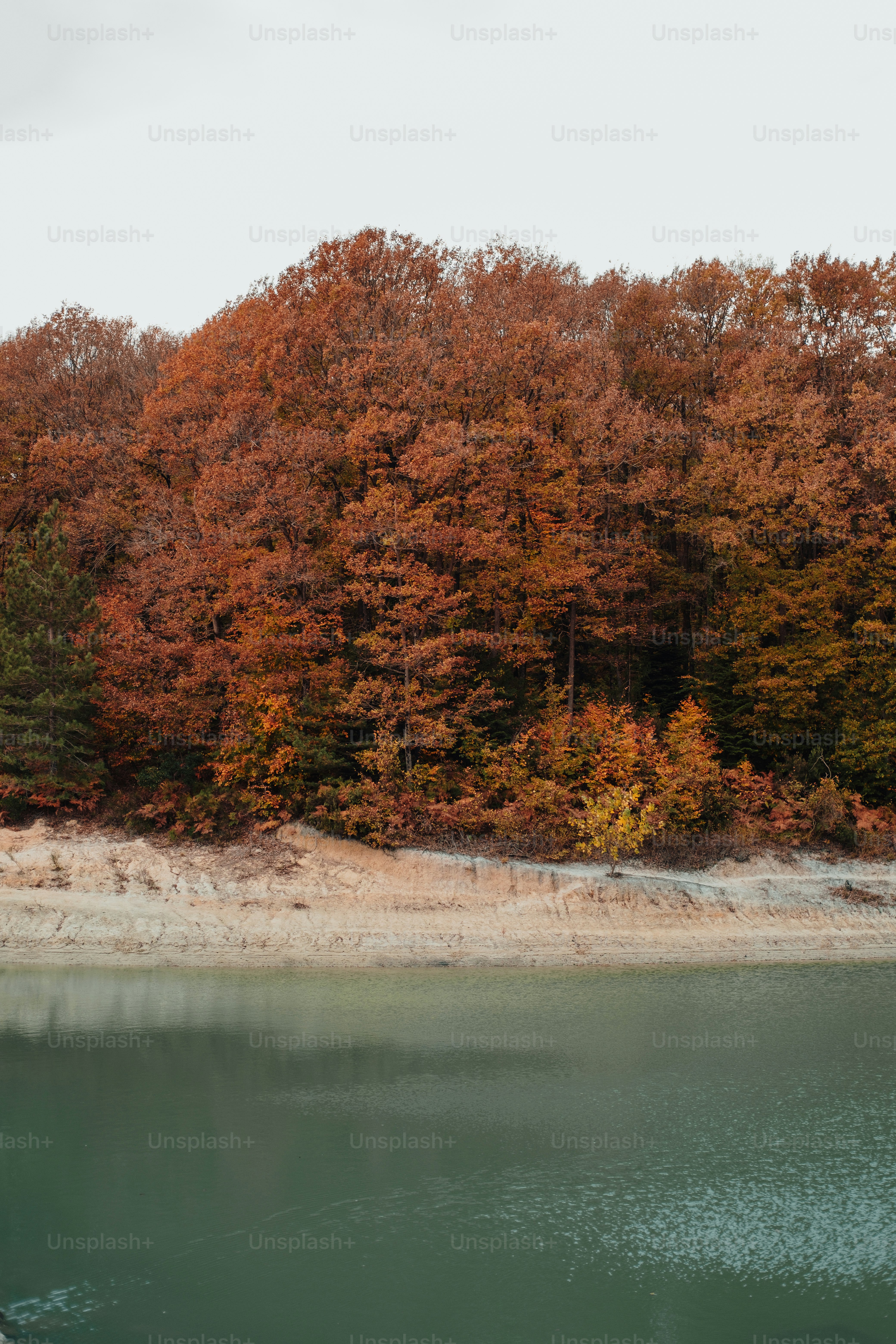 a body of water surrounded by lots of trees