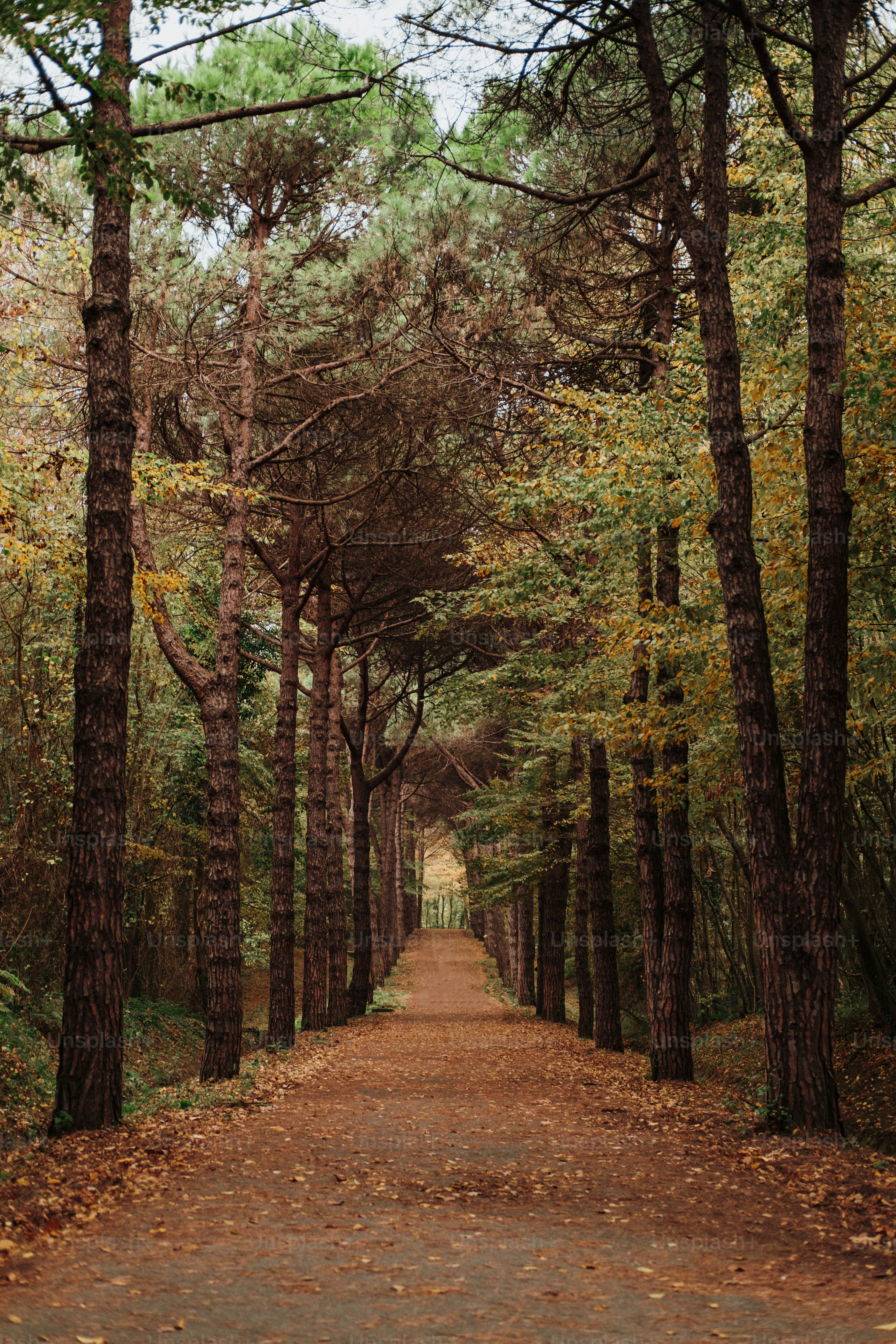 a dirt road surrounded by trees and leaves