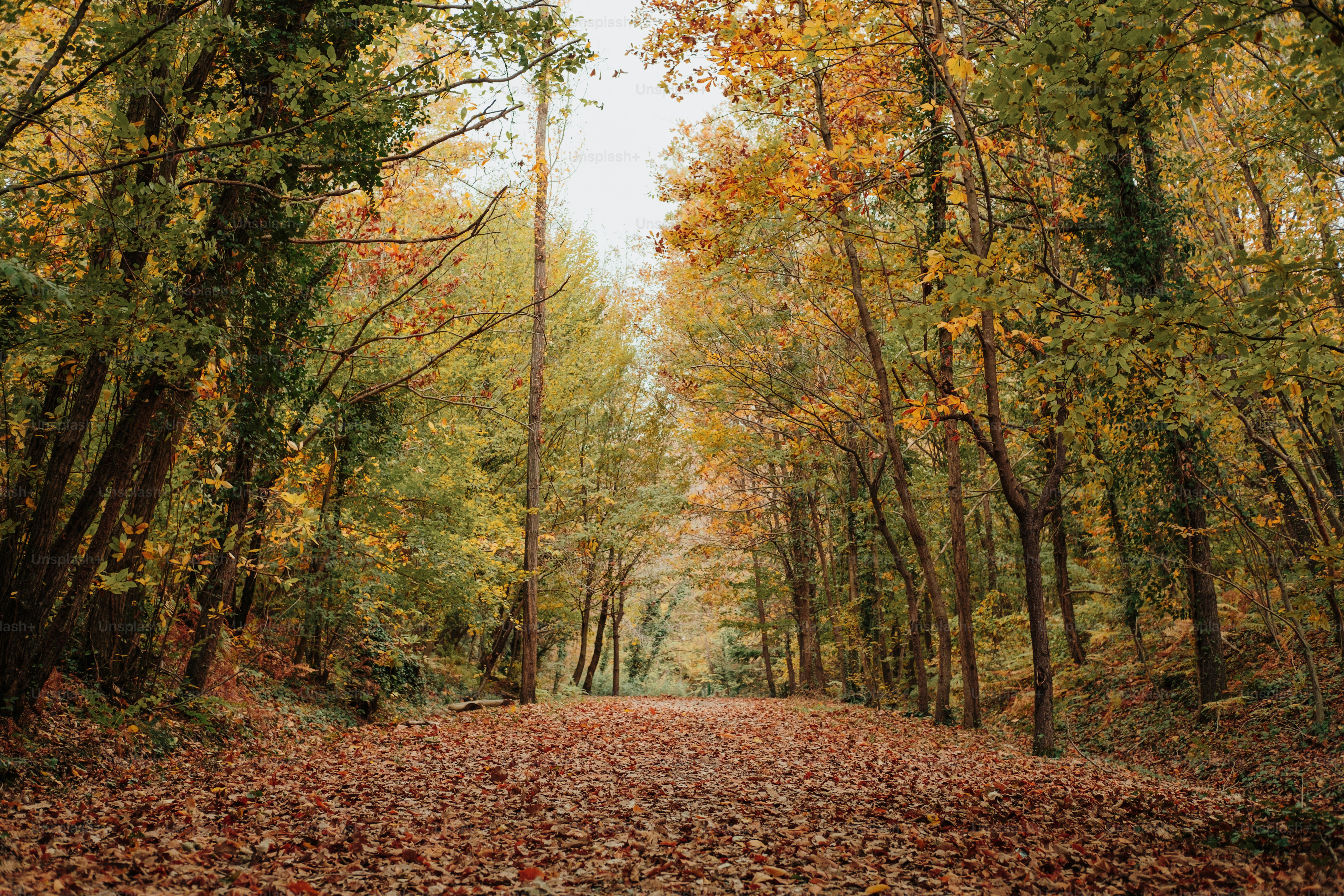 a dirt road surrounded by trees and leaves