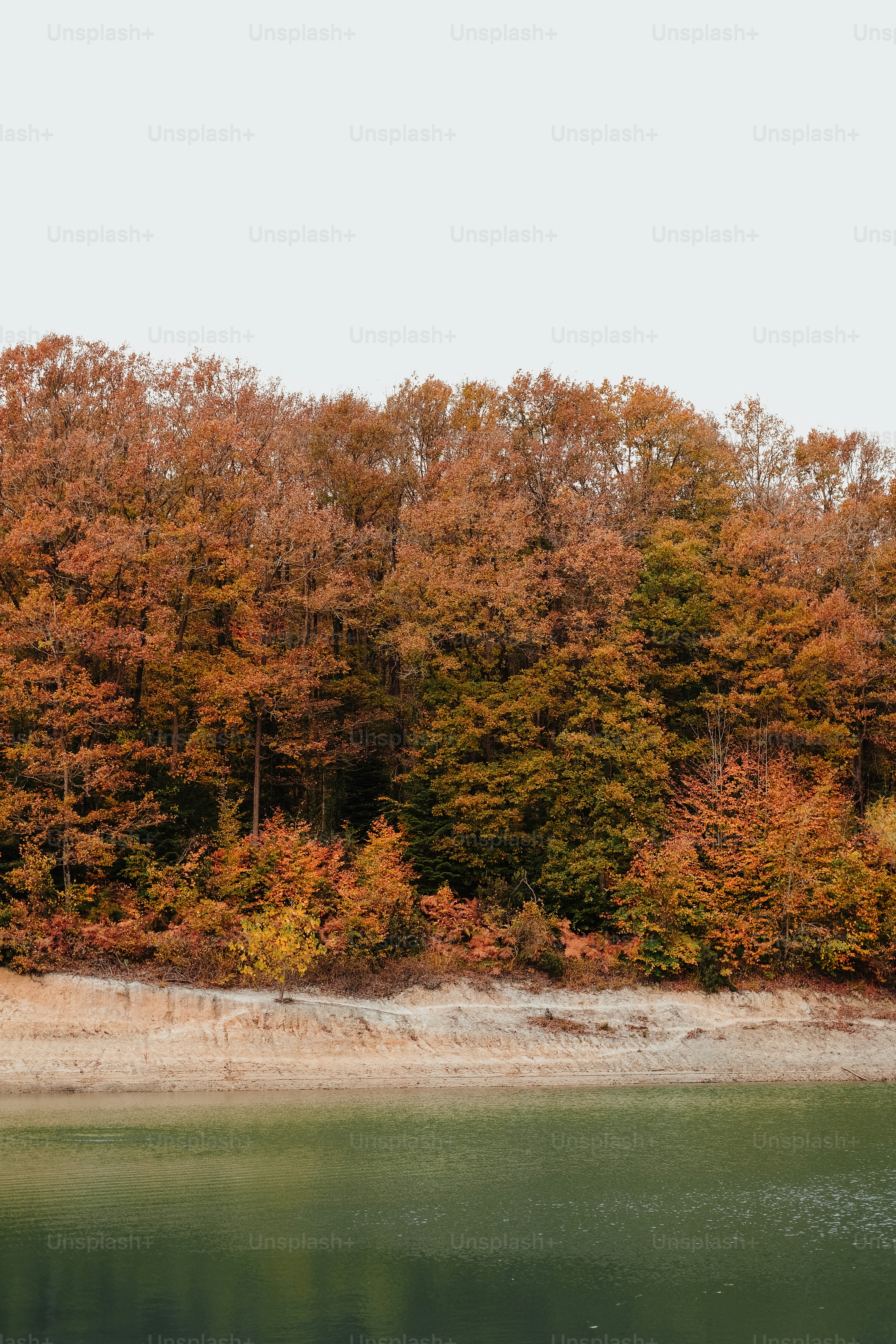 a body of water surrounded by lots of trees