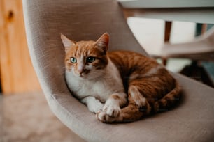 Un gato naranja y blanco sentado en una silla