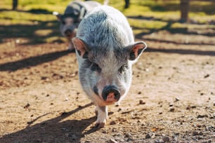 a couple of pigs walking across a dirt field