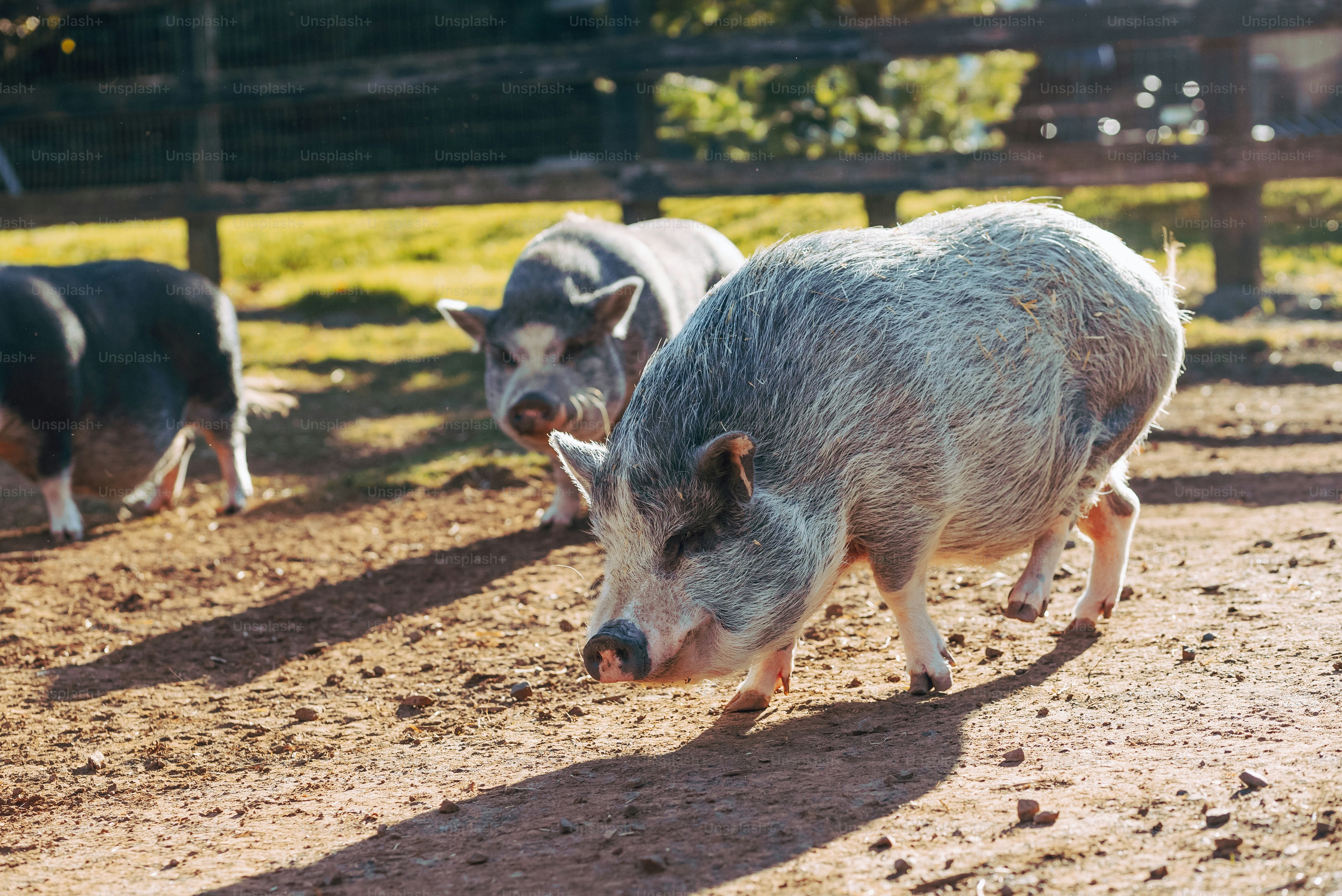 um casal de porcos caminhando por um campo de terra