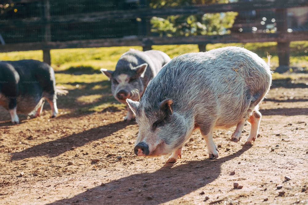 Ein paar Schweine laufen über ein Feld.