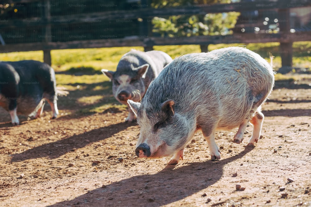a couple of pigs walking across a dirt field