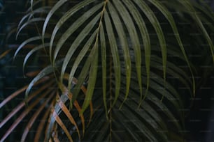 a close up of a palm tree with green leaves