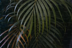 Un primer plano de una palmera con hojas verdes