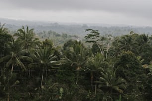 a forest filled with lots of palm trees