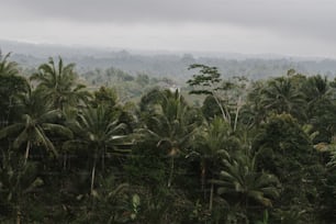 uma floresta cheia de palmeiras