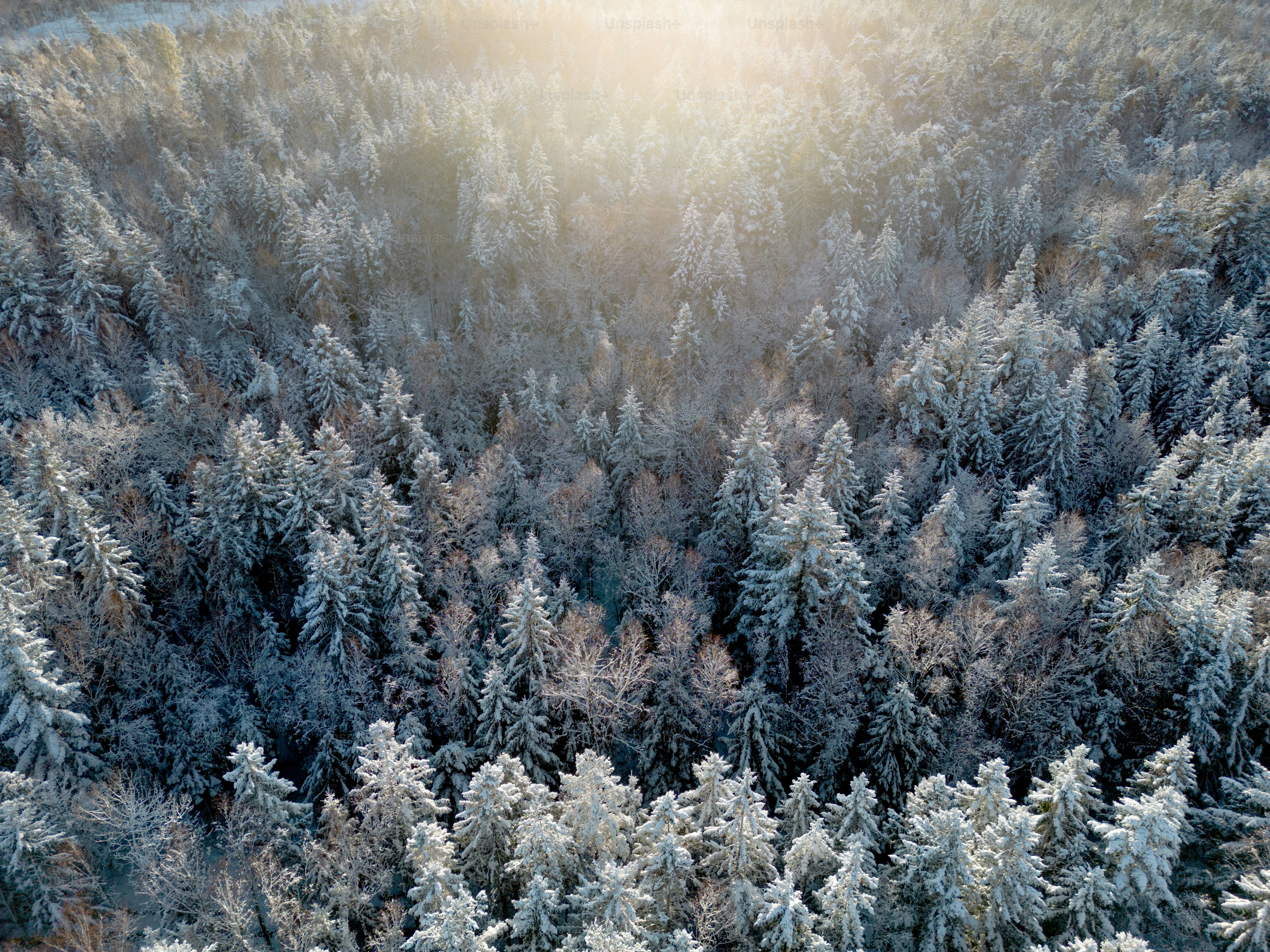 an aerial view of a snow covered forest