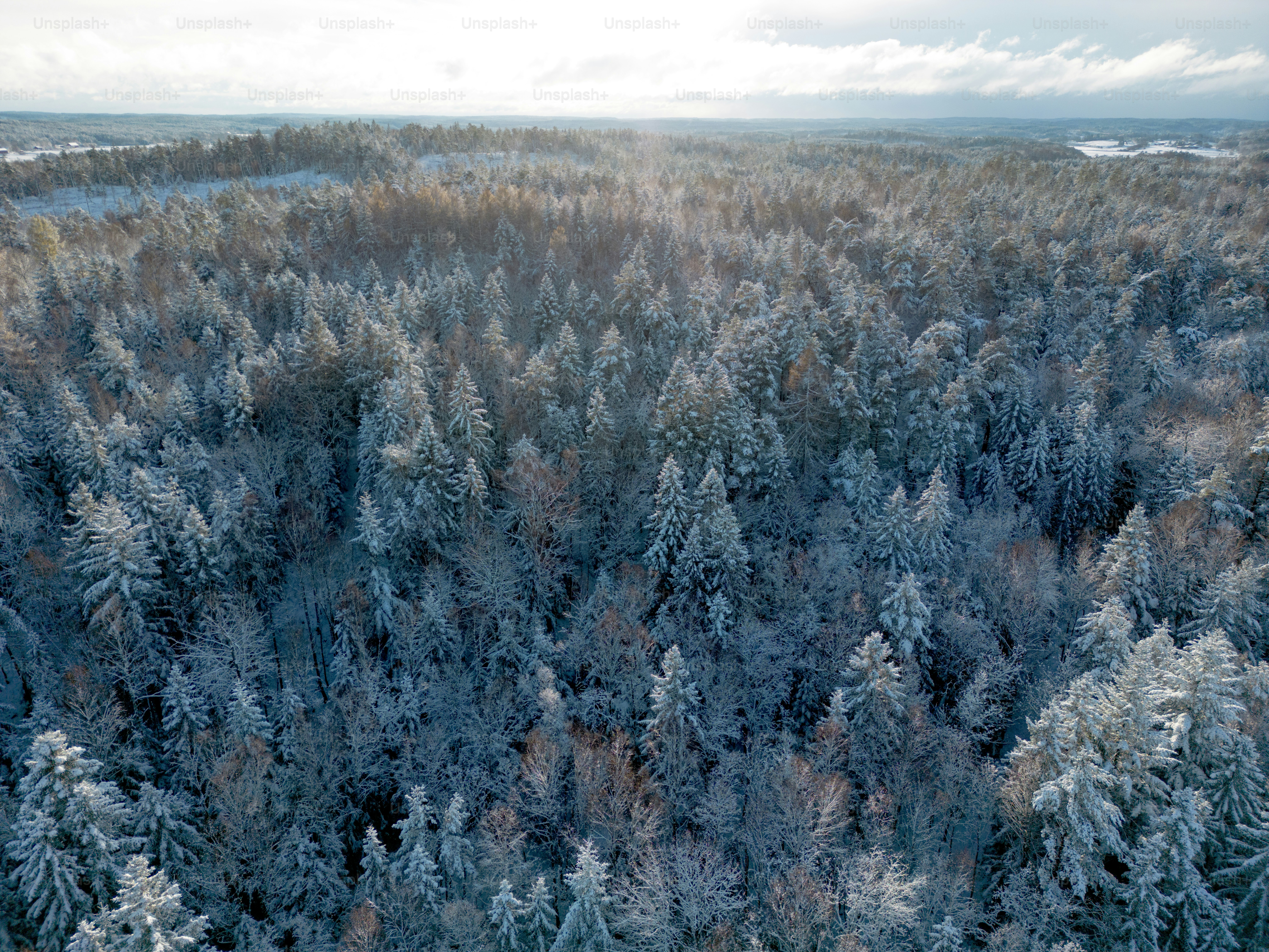 a large group of trees covered in snow