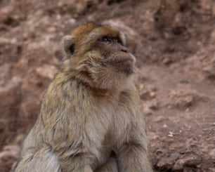 a brown monkey sitting on top of a dirt field