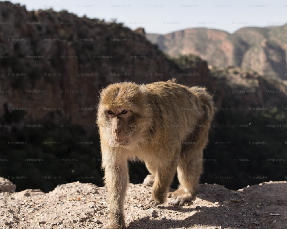 a monkey is walking on a rocky surface
