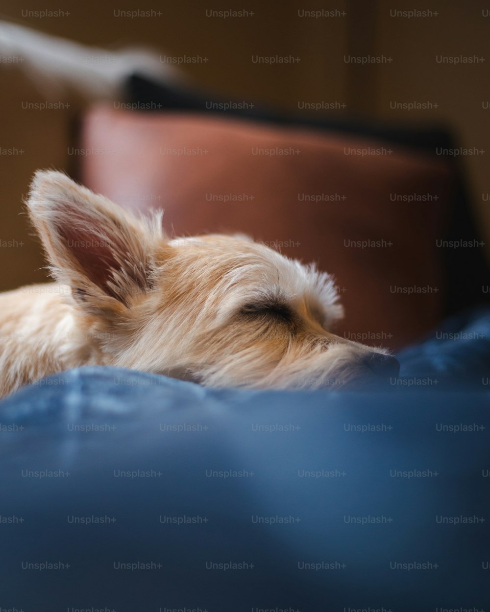 a small white dog laying on top of a bed