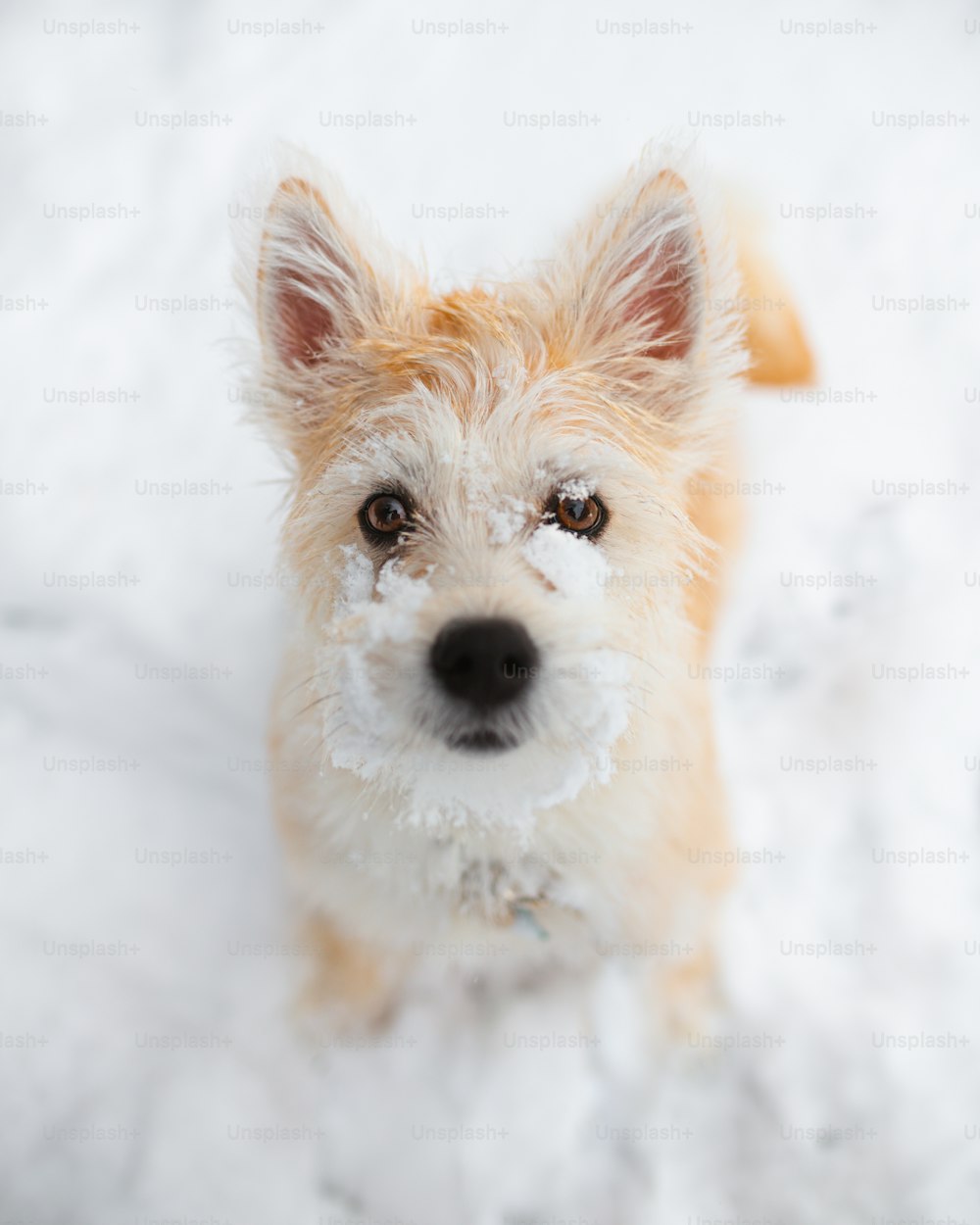 Un piccolo cane marrone in piedi sopra il terreno coperto di neve
