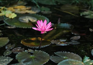 Une fleur rose assise au milieu d’un étang de nénuphars