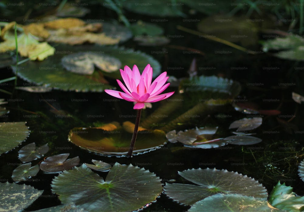 a pink flower sitting in the middle of a pond of water lilies