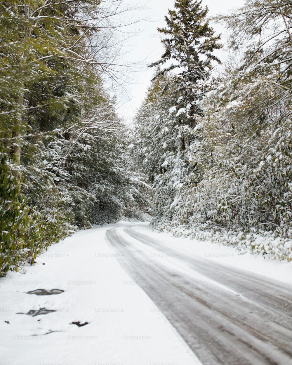eine schneebedeckte Straße, umgeben von Bäumen und Sträuchern