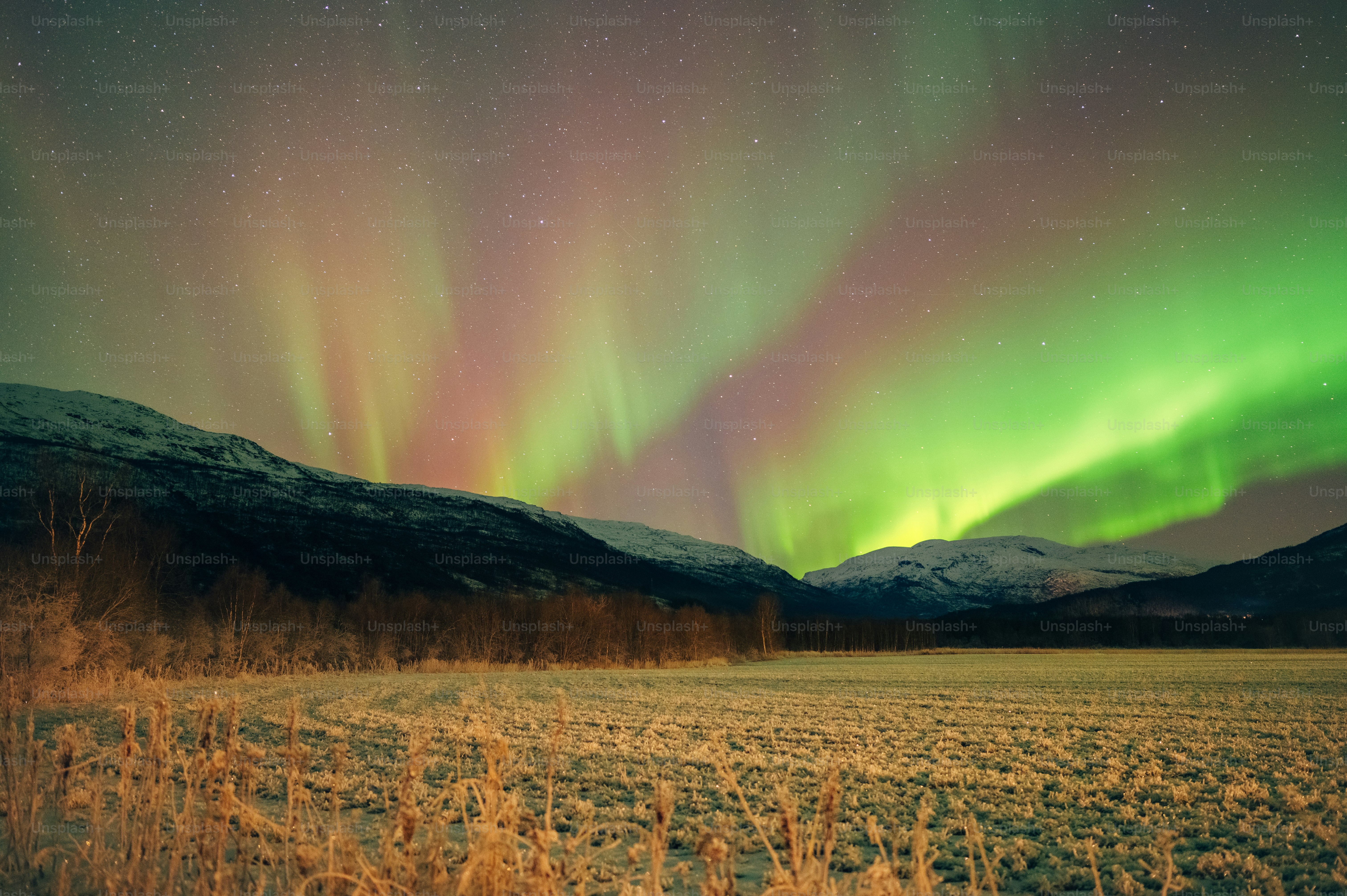 a green and purple aurora bore over a field