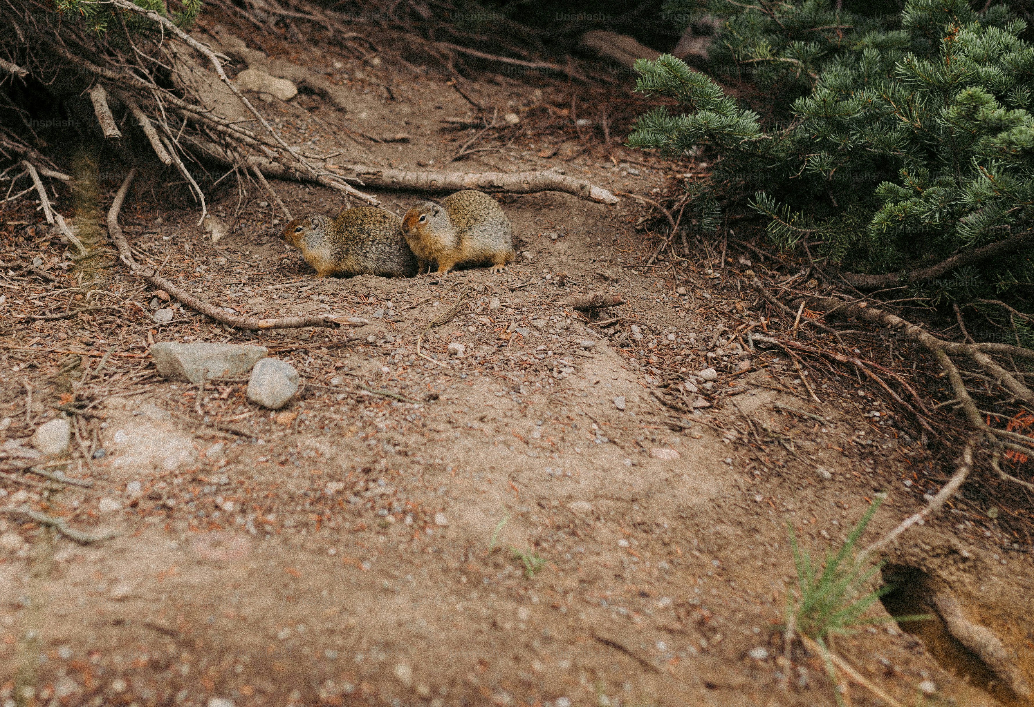 a couple of animals that are in the dirt