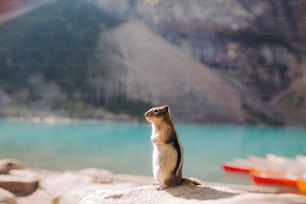 a small animal sitting on top of a rock