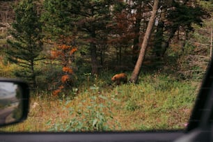 a brown bear walking through a forest next to a road