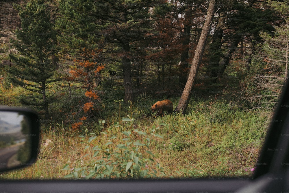 a brown bear walking through a forest next to a road