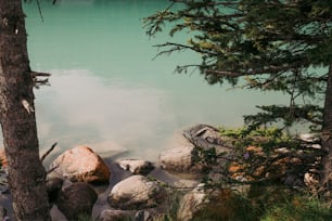 un cuerpo de agua rodeado de árboles y rocas